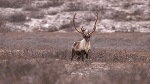 「目撃！アラスカの野生動物」